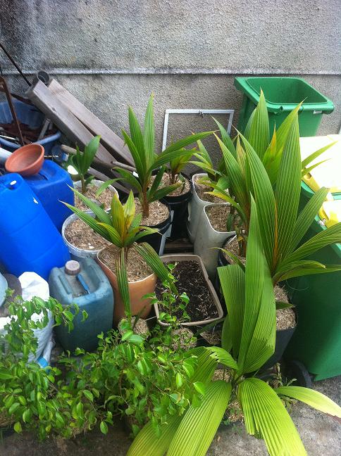 plant cocotier pour les plus grand<br />dans les sacs plants dattier <br />dans le bac au centre se sont des plants de palmiste rouge