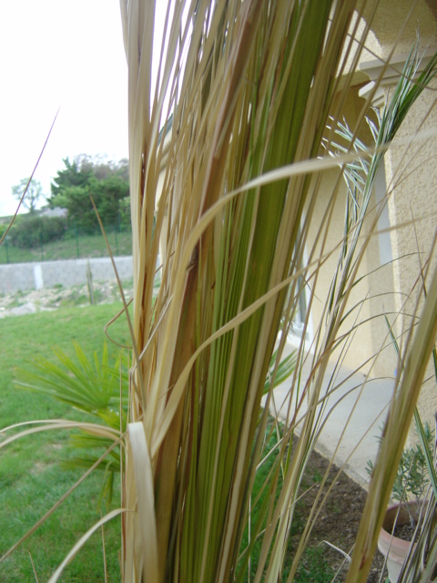 16 avril 2010 033.jpg