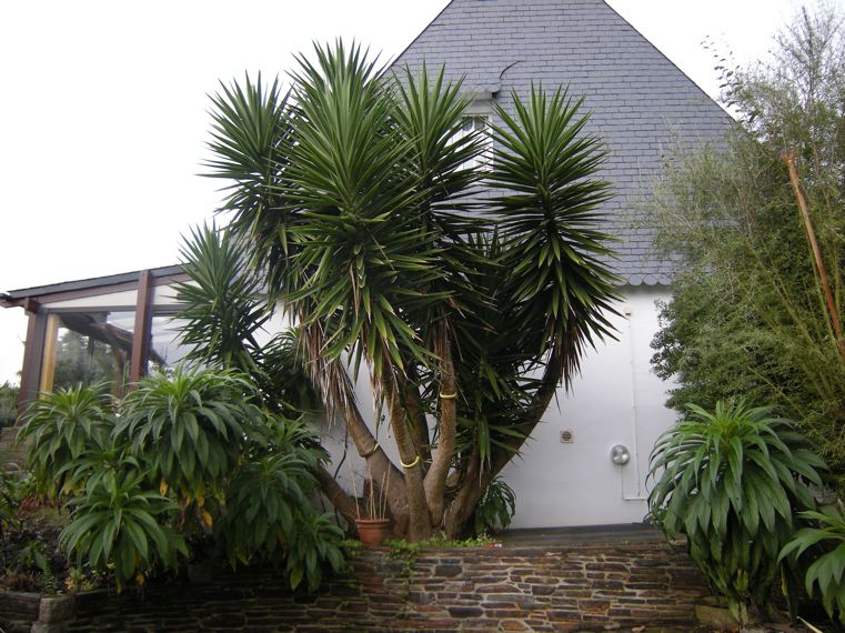 Yucca ou cordyline.jpg
