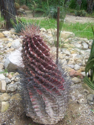 Ferocactus hamatacanthus planté en pleine terre aprés un hiver terrible