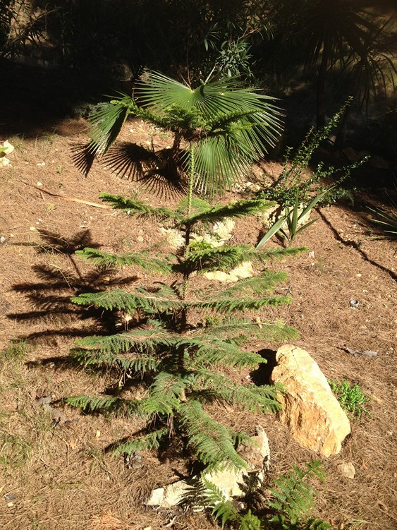 Araucaria T m nepal.jpg