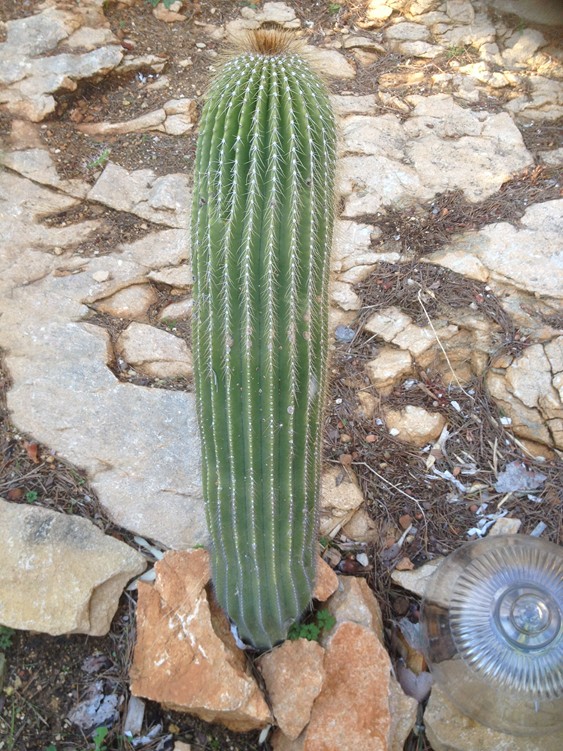 N polylopha 1.jpg