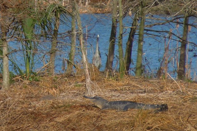 alligator.jpg