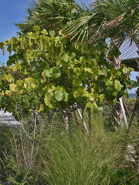 bsnp_coccuvif_tree.jpg