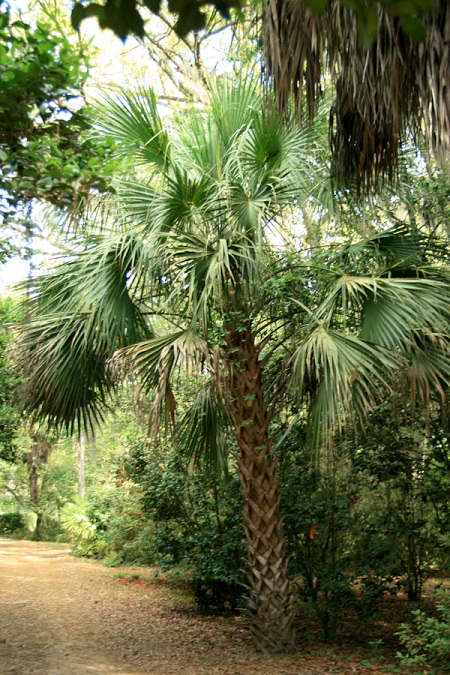 sabal.jpg