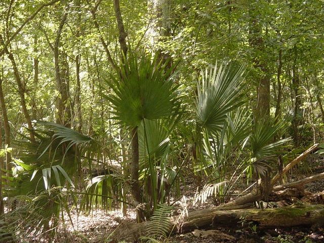 sabal 1.jpg