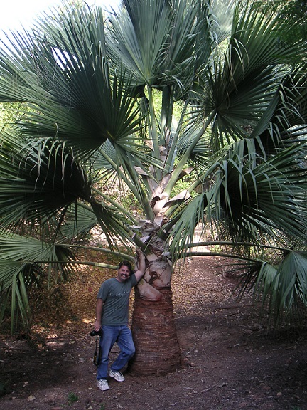 SABAL CAUSARIUM.jpg
