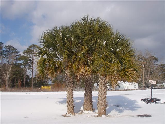 Sabal%2520palmetto%2520(Small).jpg