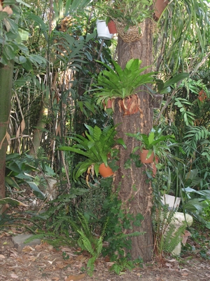 Epiphytes on a dead trunk.jpg