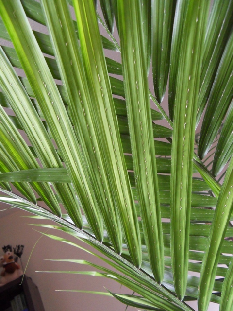 Dessous des palmes