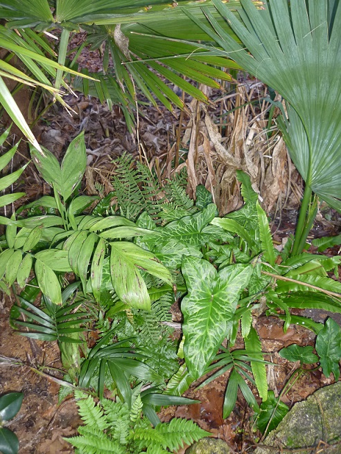 les arums sauvages