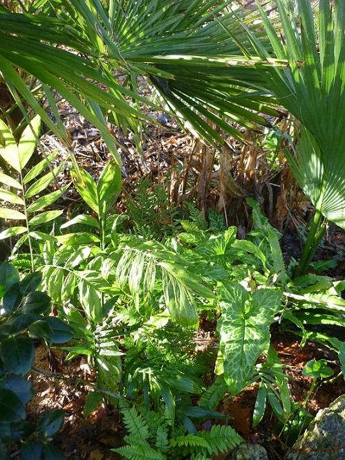 toujours les arums mais sous un rayon de soleil