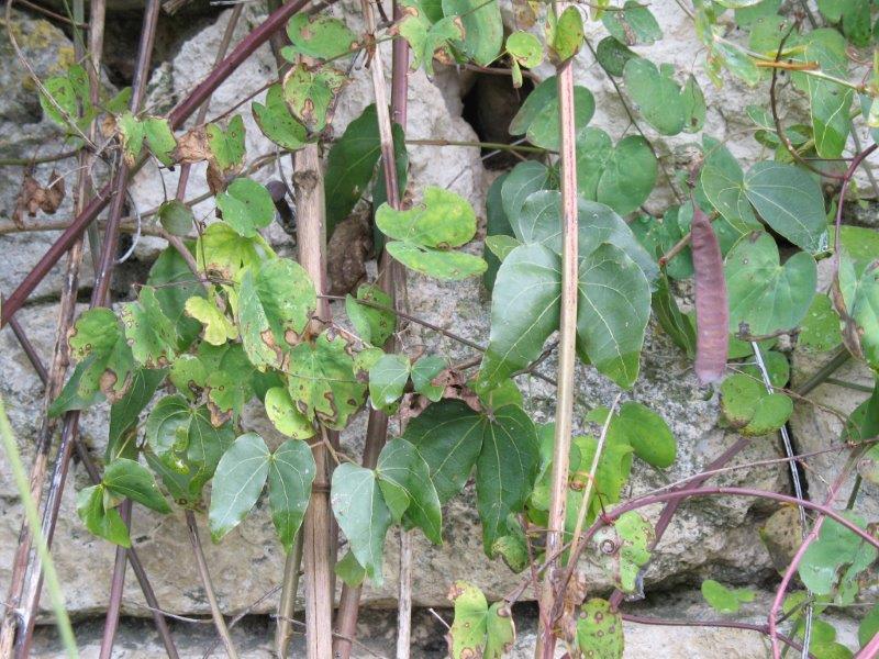 Bauhinias saigonensis et barthlettii qui n'ont pas encore perdu les feuilles