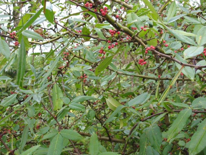 Xanthoxylum qui reste persistant pour le moment...