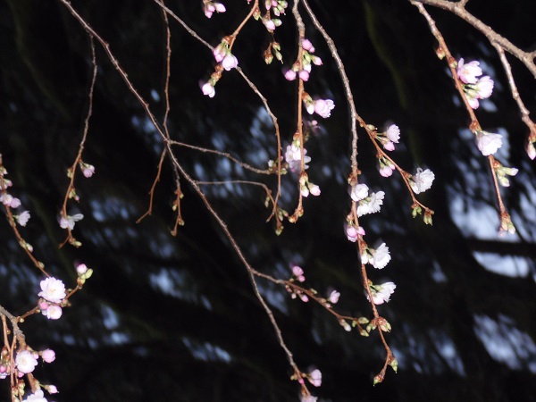 Prunus subhirtella automnalis n'a pratiquement pas interrompu sa floraison depuis novembre.....