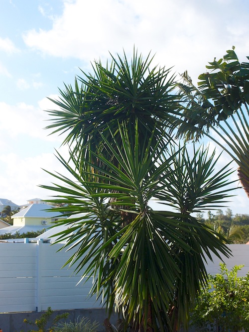 yucca.JPG