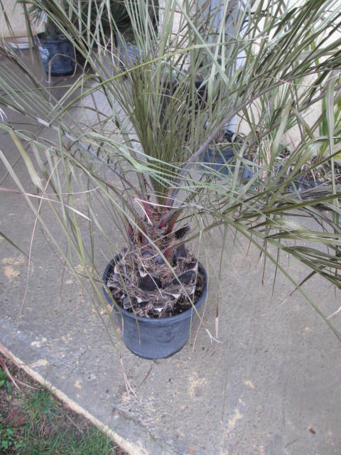Janvier 2014 004.jpg
