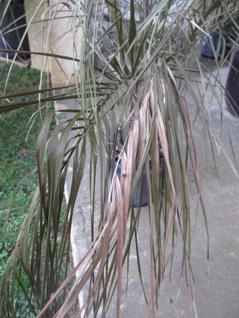 Janvier 2014 006.jpg