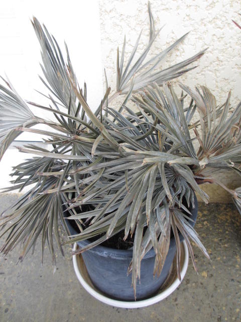 Janvier 2014 007.jpg