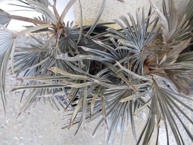 Janvier 2014 008.jpg