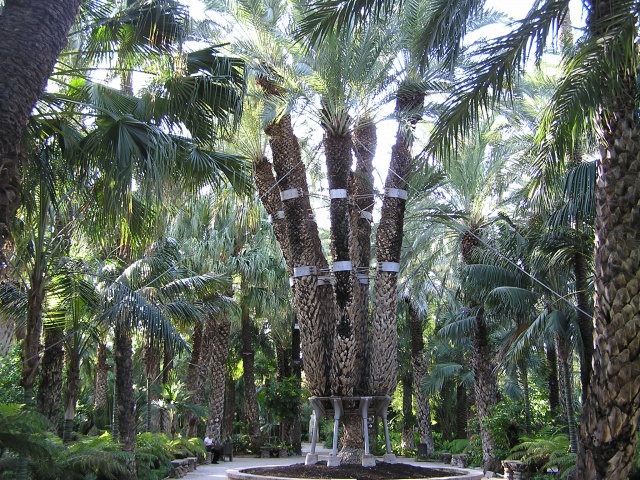 Phoenix dactHuertodelCura2009imperialpalm.jpg