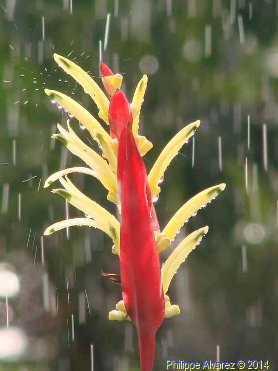 pluie02.jpg