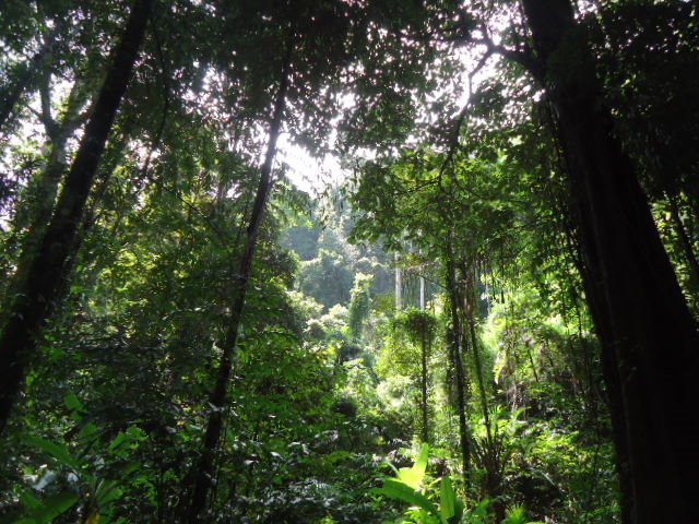La jungle dans une île