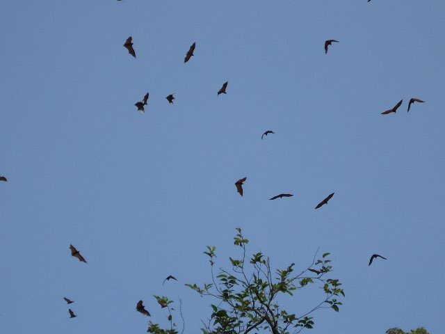 ROUSSETTES