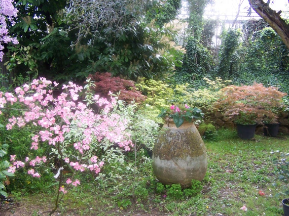 cornus et Acer