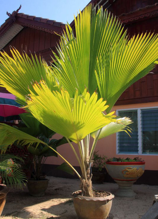 Pritchardia pacifica (2m50)
