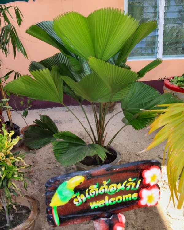 Licuala grandis (1m50)