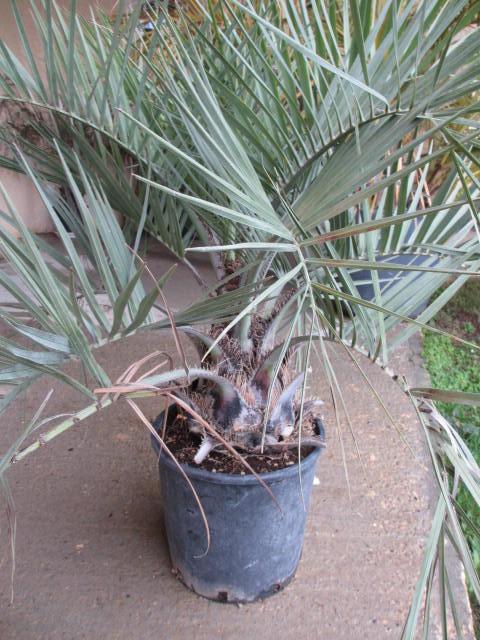 Janvier 2014 002.jpg