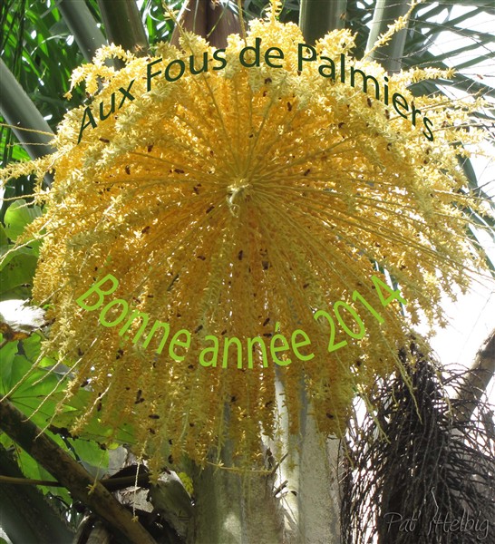 Bonne année aux Fous de Palmiers!.jpg