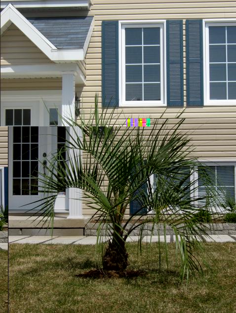 Butia1.JPG