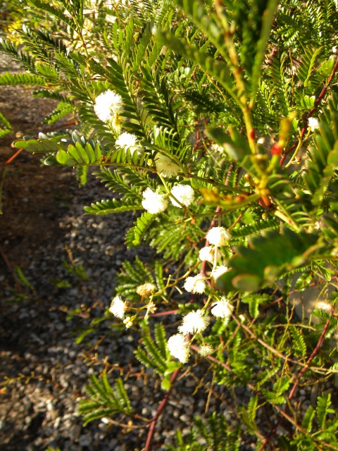 un Hakea peut-être? La fleur ressemble au Leuceana leucocephala mais finalement je pense à un Calliandra tetragona?