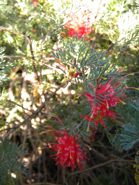 Grevillea thelmanniana silver.jpg