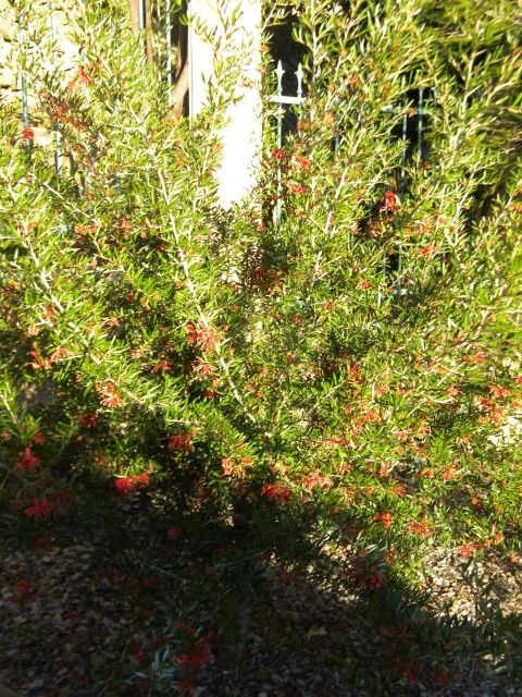 Grevillea rosmarinifolia.jpg