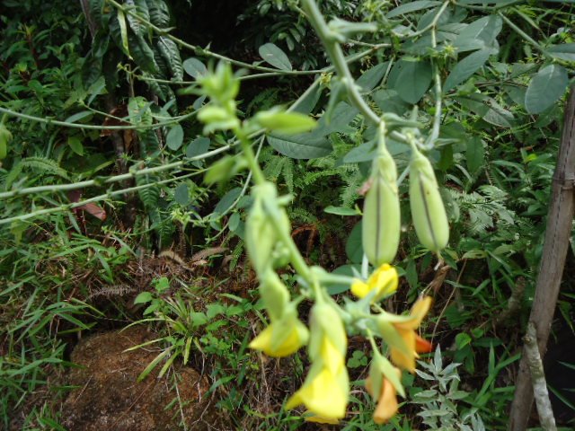 Papillonnacea jaune
