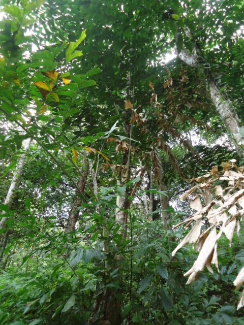 Caryota urens