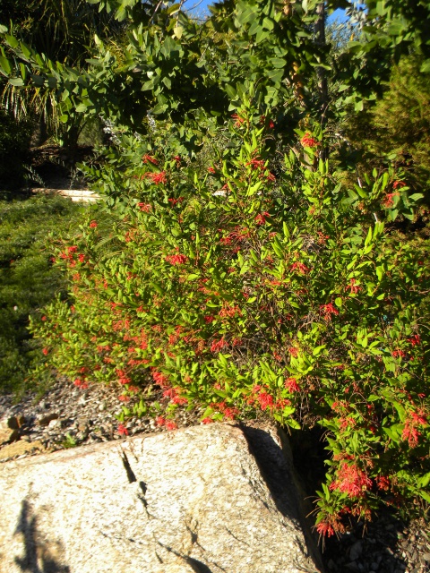 Grevillea poorinda rondeau.jpg