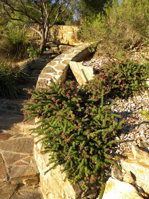 Grevillea lanigera mt tamboritha.jpg