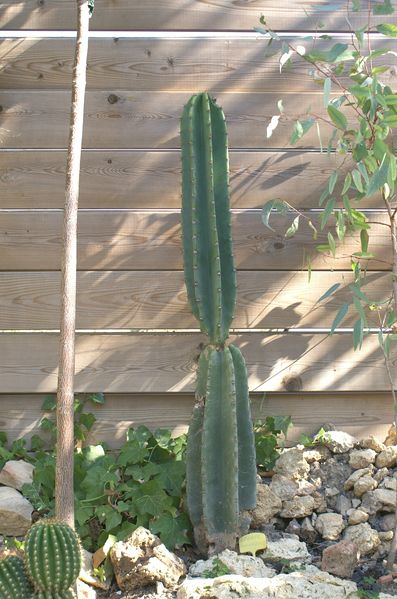 cereus