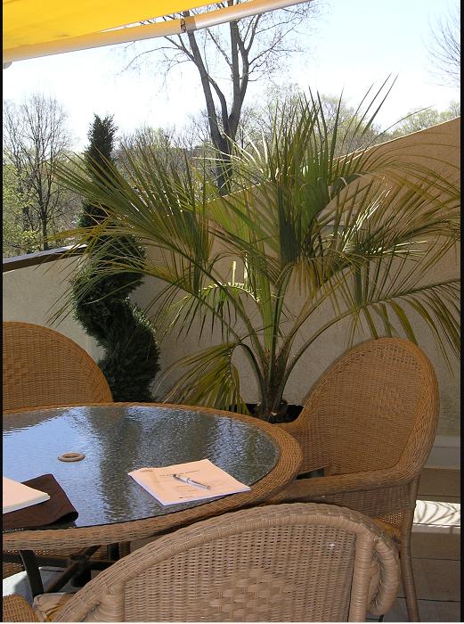 Butia Ro.JPG