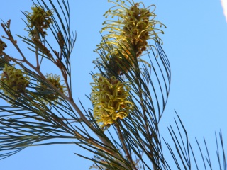 280488Grevillea moonlight.jpg
