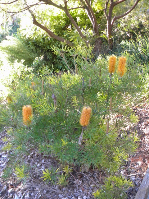 Banksia spinulosa.jpg
