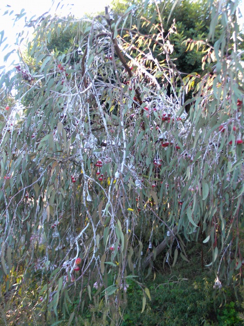 Eucalyptus caesia.jpg