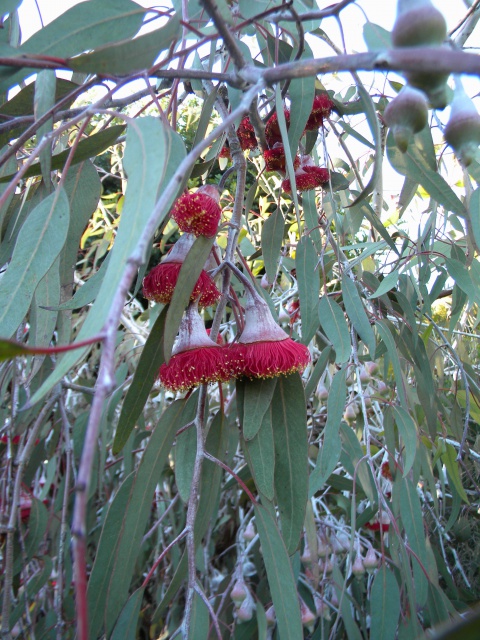 Eucalyptus caesia détail.jpg