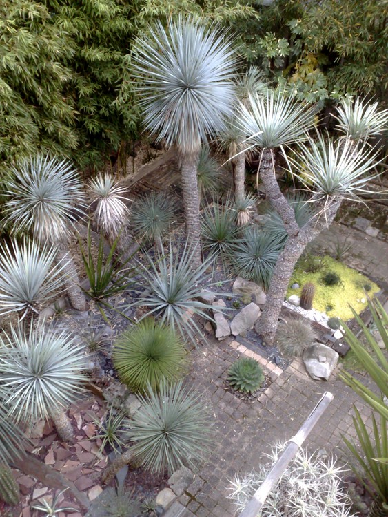 Yuccas entrée.jpg