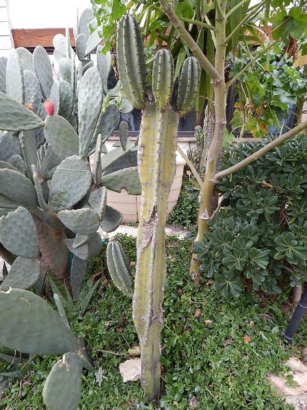cereus peruvianus 2 [800x600].JPG
