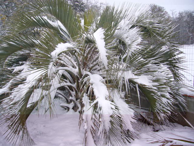 ButiaCapitataMars2010.JPG